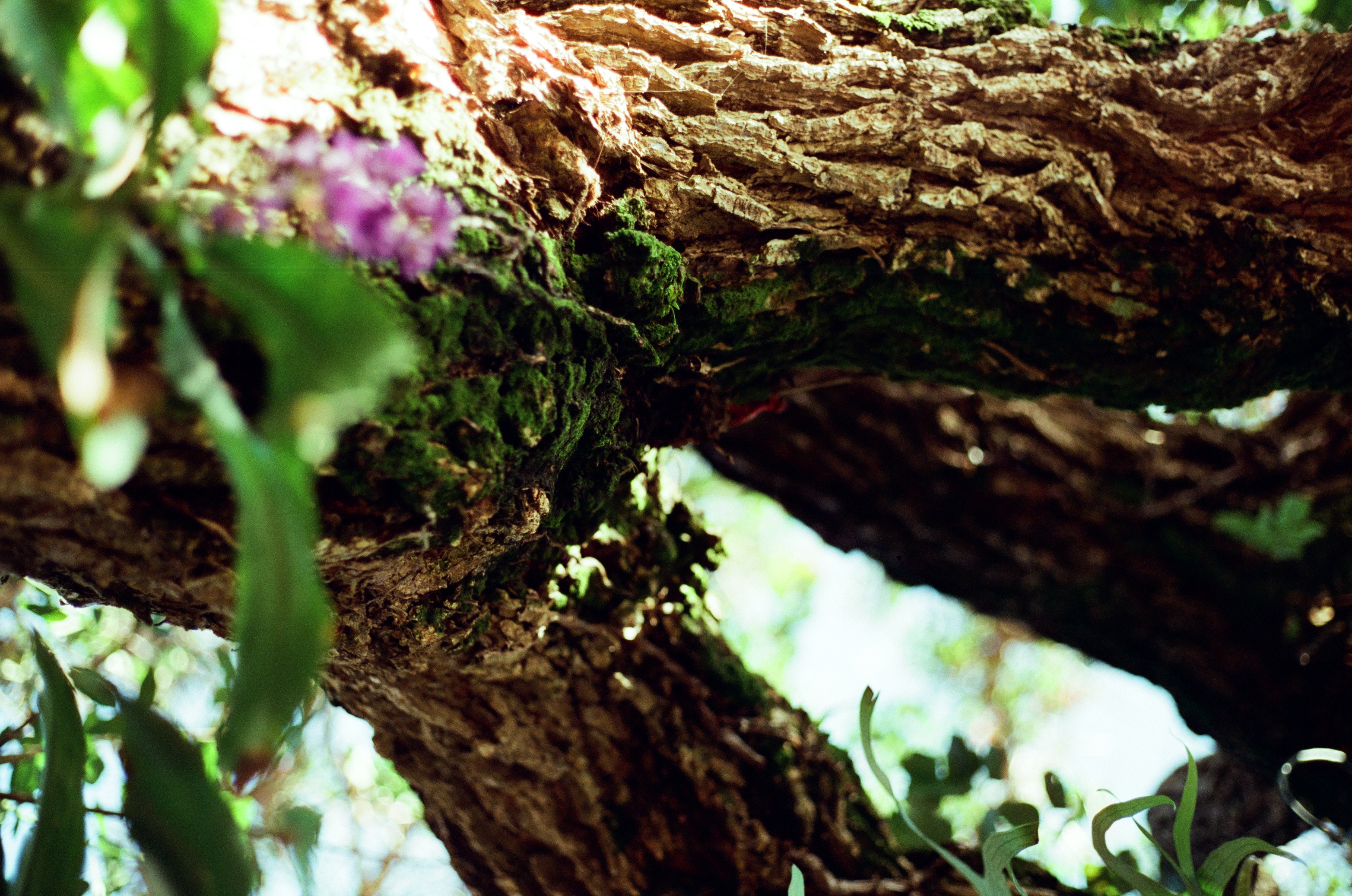 img/Tree Branches